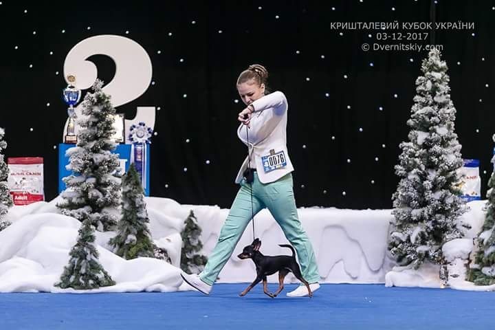 Кобель Пражского крысарика