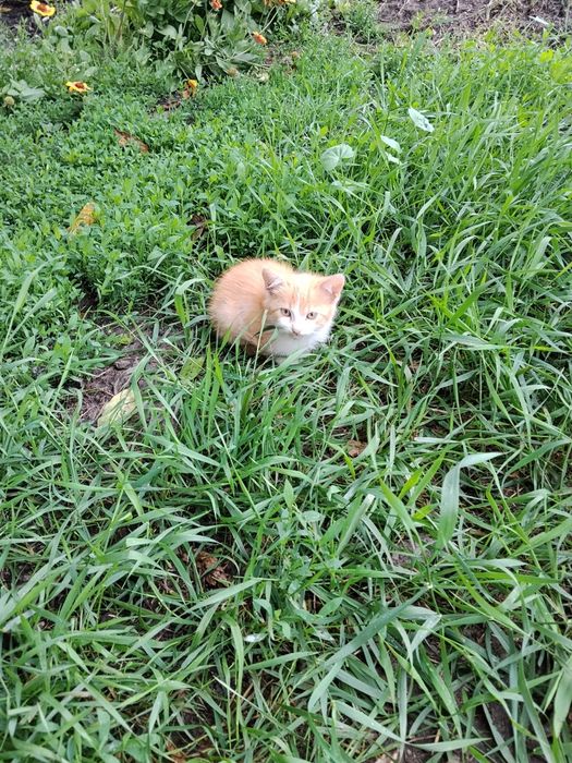 Кошенята, від гарних котів мисливців.