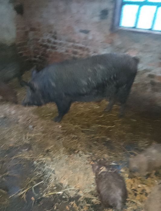 Продам свині кабан   матка