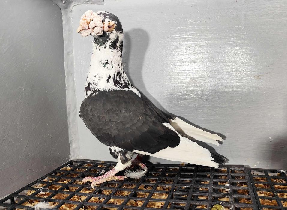 Gołębie Staropolskie