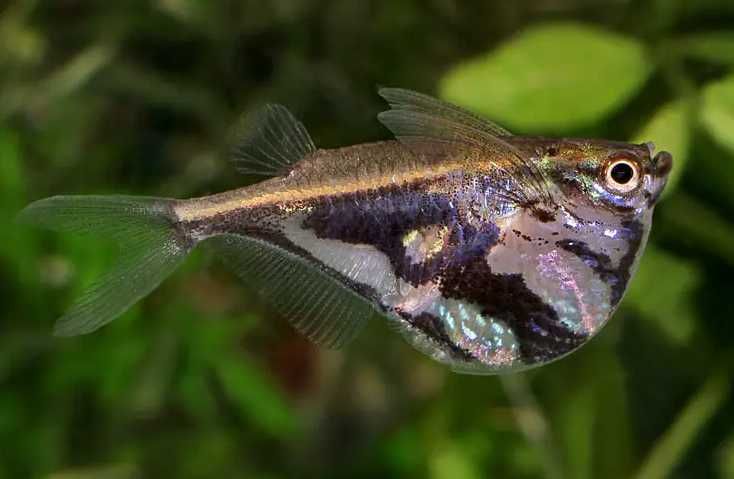 Carnegiella strigata Pstrążenica marmurkowa