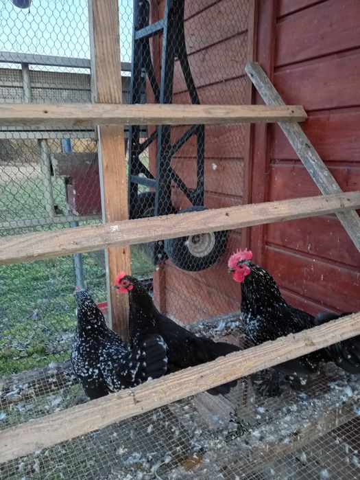 Jaja lęgowe Karxelka