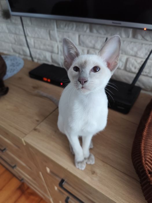 Kotka syjamska rodowód Fpl