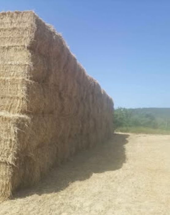 Vendo feno espontâneo