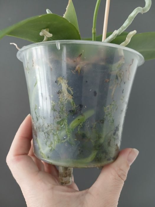 Орхідея фаленопсис Green World