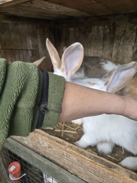 Króliki 3 miesieczne