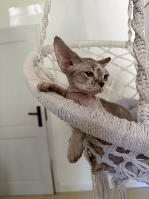 Wybitny chlopak devon rex