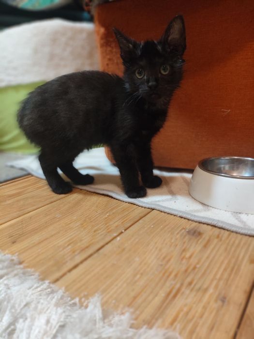 Asia i Basia ,kocięta ,proszą o domy.