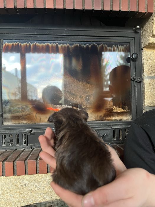 Yorkshire terrier, york, chlopiec, brązowy ,choco, chocolate pies