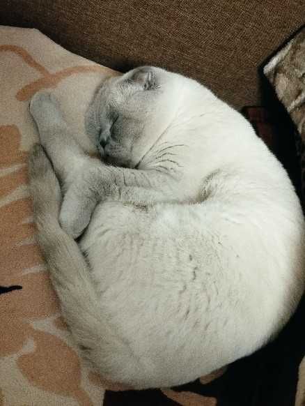 Шотландский вислоухий опытный кот ищет для вязки прямоухую кошечку