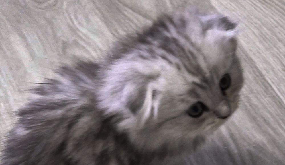 Прямоухие и вислоухие шотландские котята, мальчик и девочки