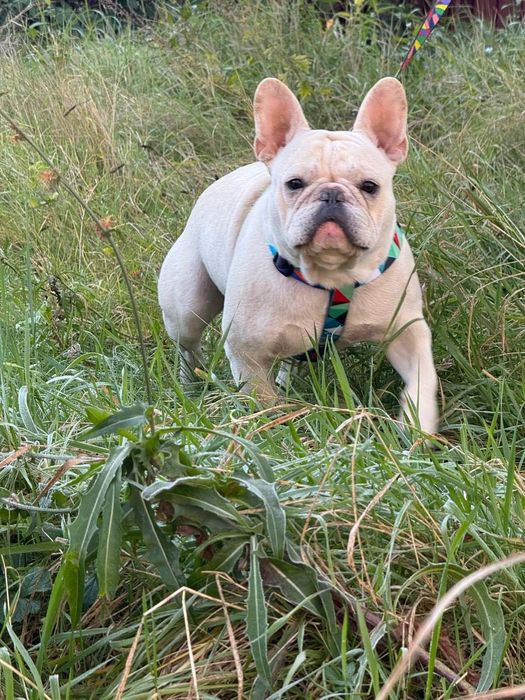 Французький бульдог