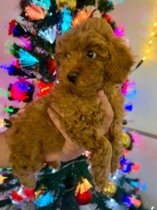 Toy Caniche Mini Femea Micro Menina Disponível