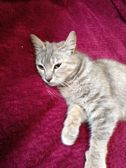 Красивый котенок бесплатно