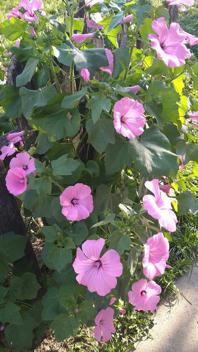 Продаж будинку та земельної ділянки 50 соток, місто Берестечко