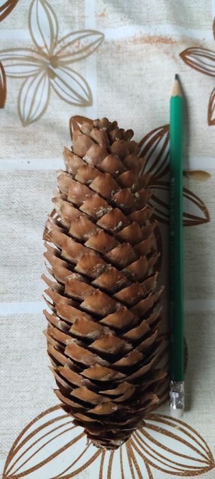 Sprzedam szyszki mix lub nie.