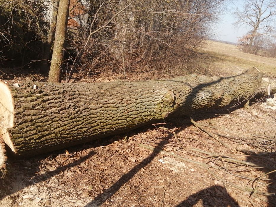 Sprzedam Drzewo Dąb