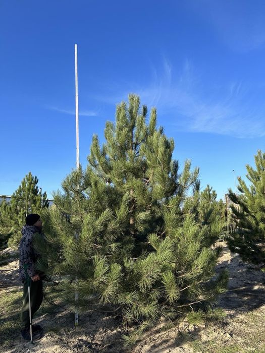 Сосна чорна сільвестріс звичайна кримська