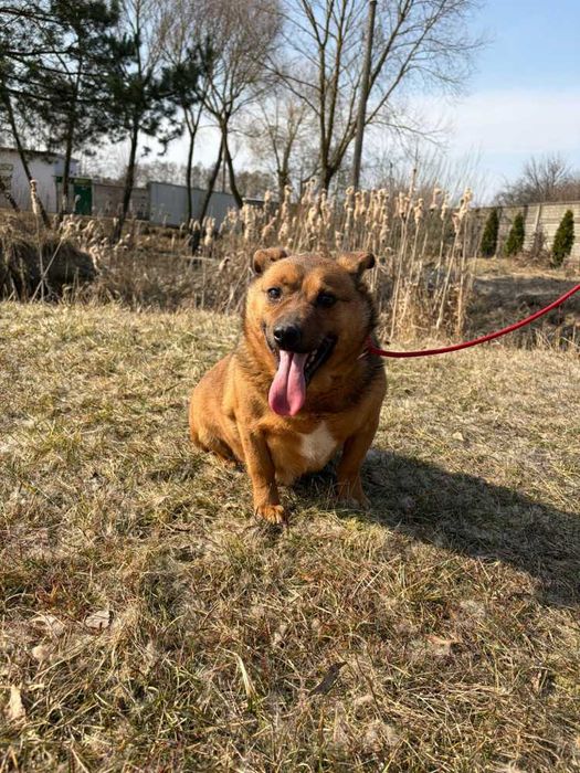 Antoś/Antałek 104996 do adopcji