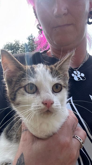 Piękne kotki szukają domu