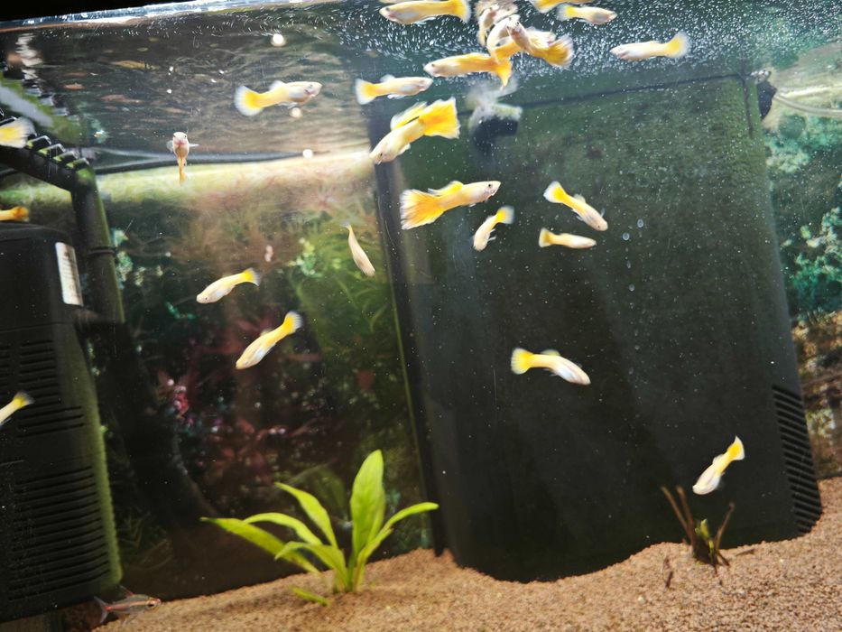 Guppy Micariff Yellow (apenas fêmeas no momento]
