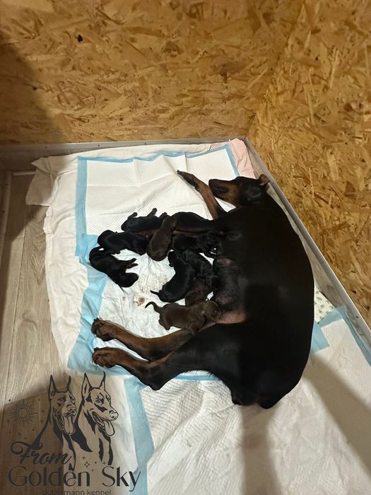 Супер якісні цуценята добермана КСУ/FCI