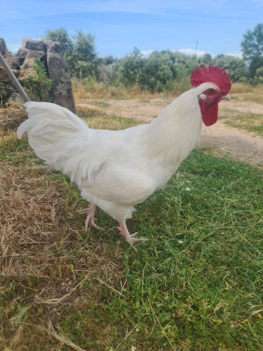 Galos  brancos para venda