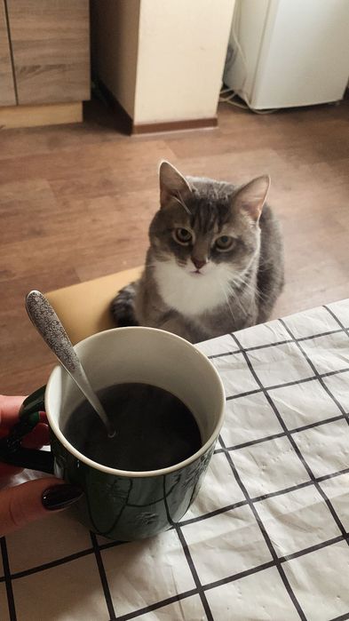 Безкоштовно тварини