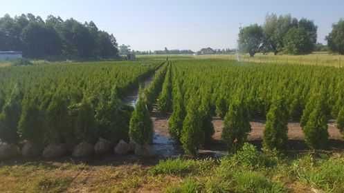 Tuja smaragd Gęsta Duża 100cm Polski Produkt Stożkowa