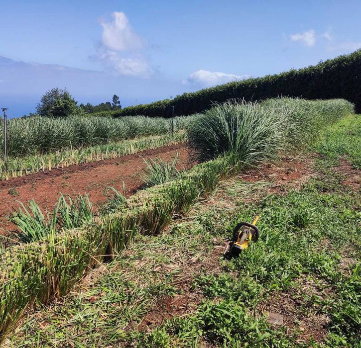 Plantas Vetiver Biológico (Slips) - Controlo de Erosão e Estabilização de Taludes