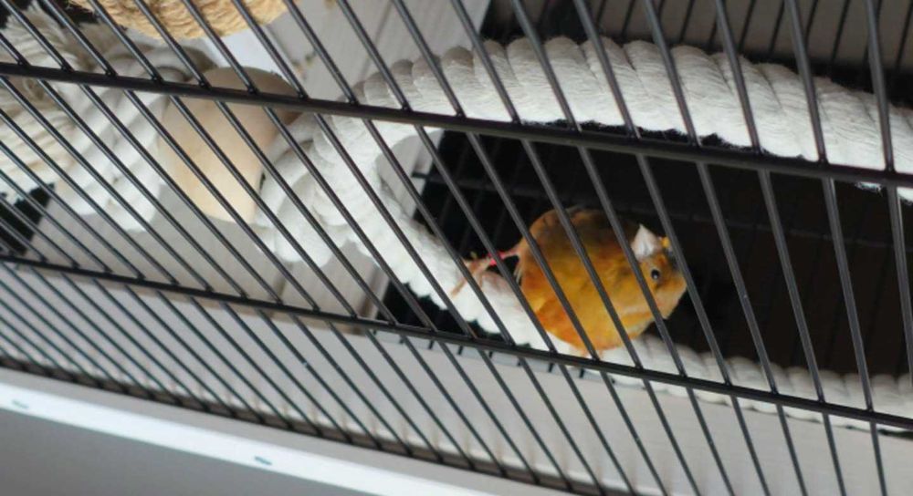 Kanarki śpiewające czerwone z koroną