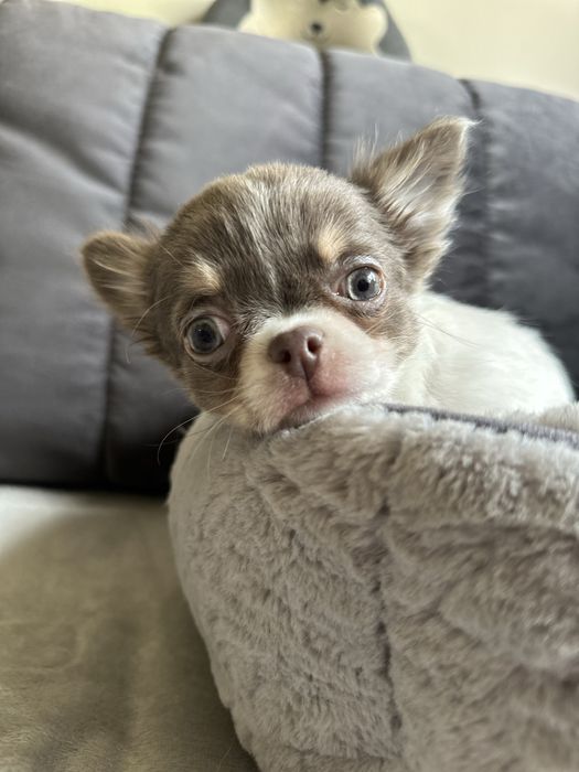 Chihuahua dziewczyna