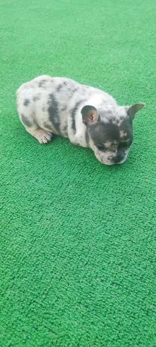 Bulldog francês macho blue Merle tan