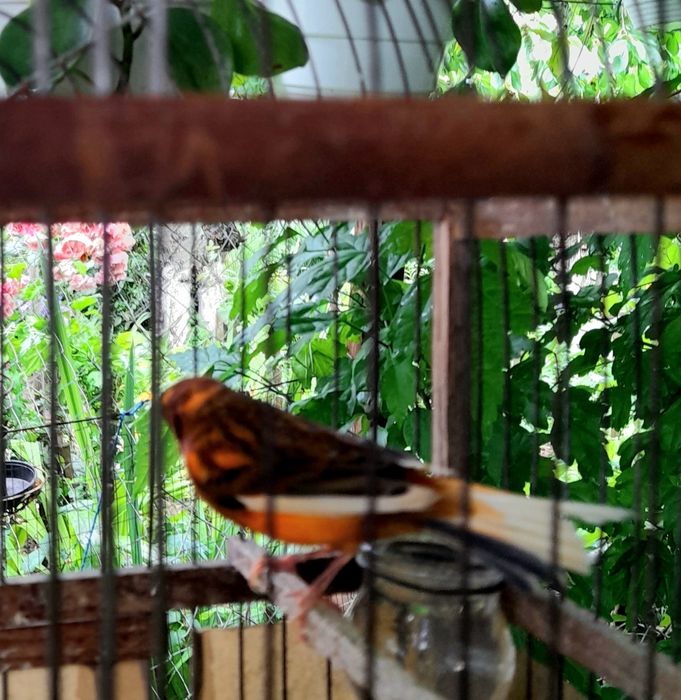 Клетки для кенарей