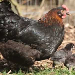 Marans, Cornich   ovos e Ovos Legorn verde
