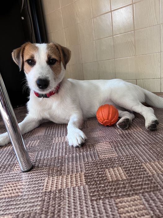 Пропонується на вʼязку джек расел. Хлопчик