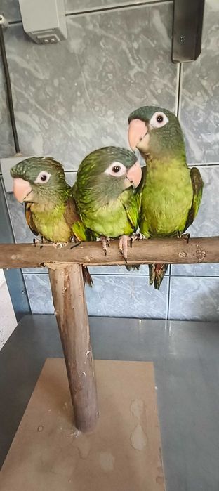 Conures de Cabeça Azul e Ring Neck Violeta Turquesa