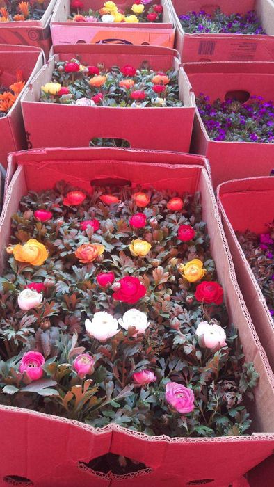 Анютки, гвоздика, лютик, примула,  квіти оптом, доставка Київ\Троєщина