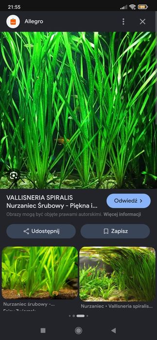 Rośliny akwariowe sadzonki/ koszyczki