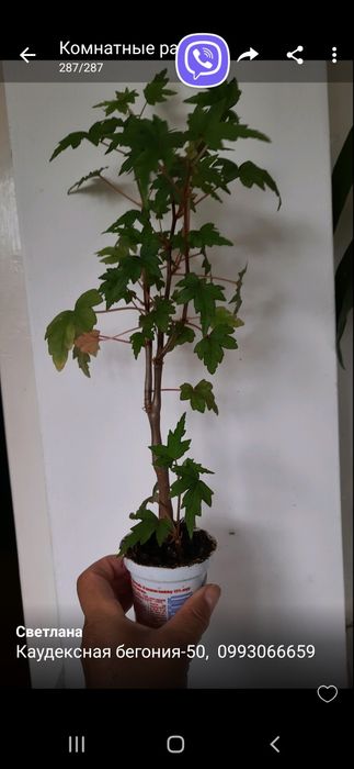 Мелколистная бегония и не только