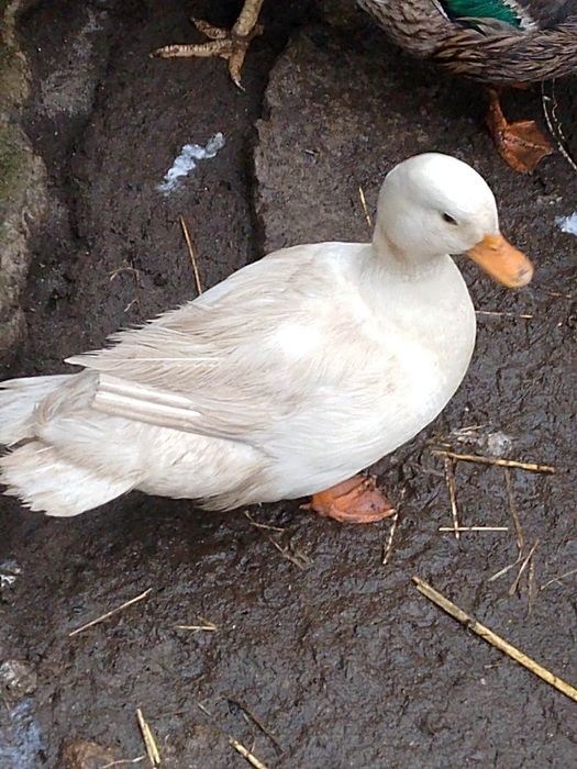 Kaczki Call duck parka