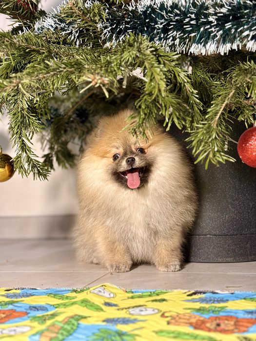 Puchata dziewczynka szpic miniaturowy – piękny typ misia!