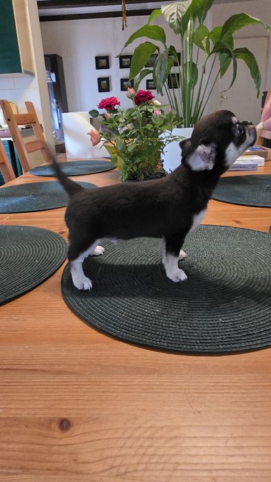 Chihuahua piesek krótkowłosy