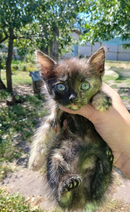 Віддам   кошенят
