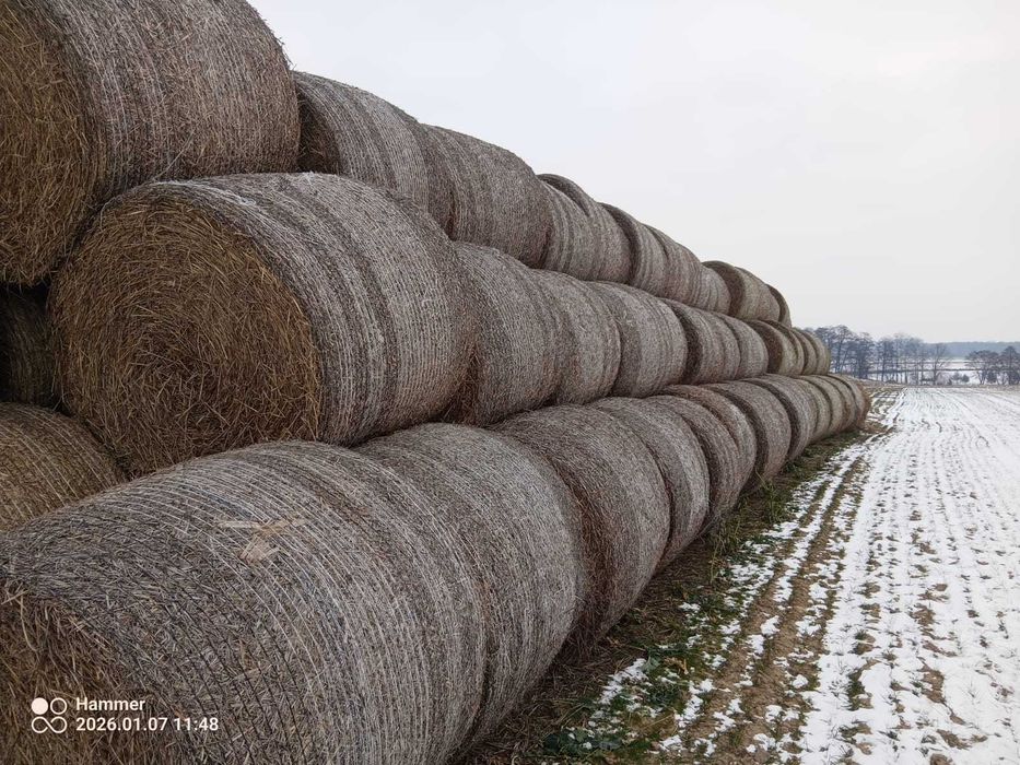 Słoma pszeniczna 90 szt. 2025r. bale 130/120