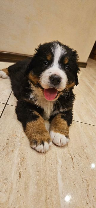 Berneński Pies Pasterski