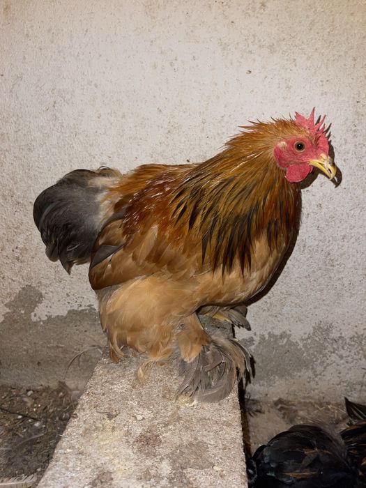 2 casais de galinhas pekin