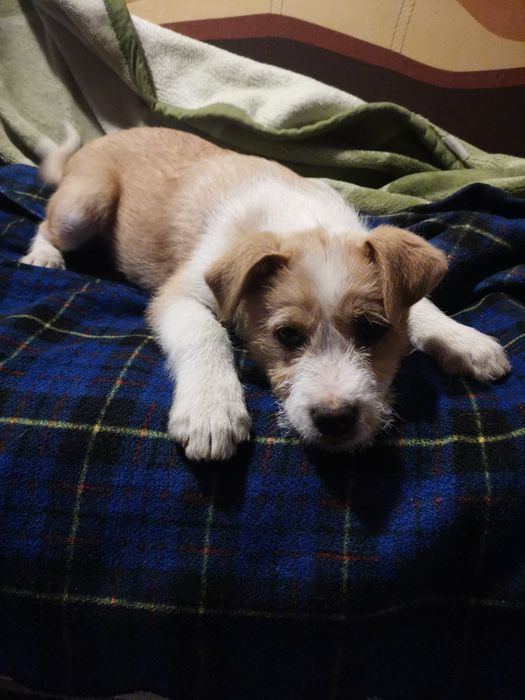 Oddam pieski w dobre ręce