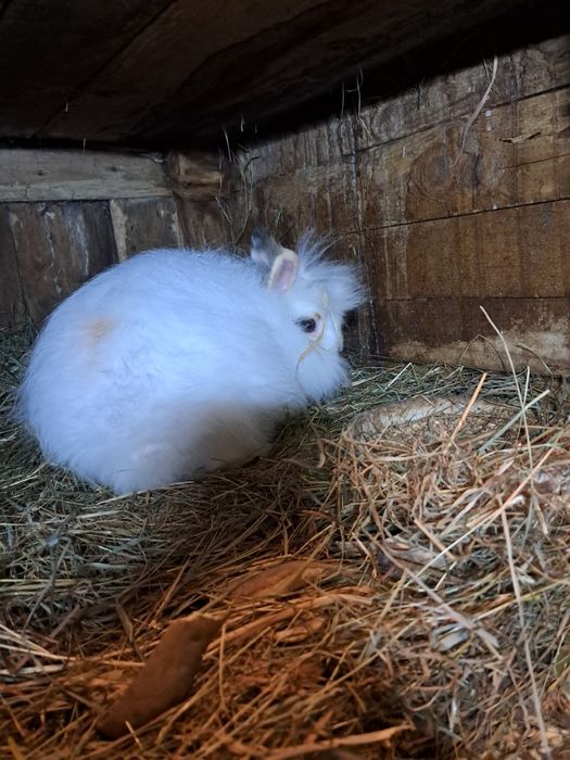 Sprzedam króliczki miniaturki