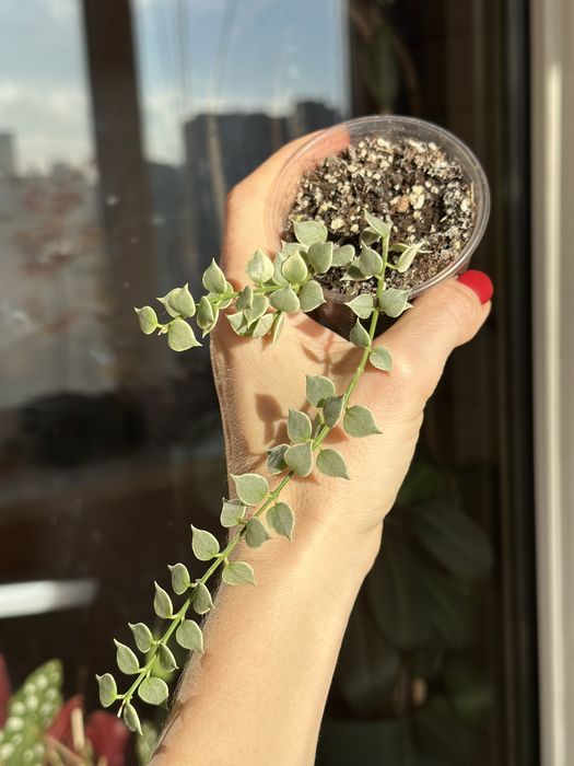 Великий вибір цікавих кімнатних рослин